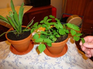 20090418-173114-2009-04-18 Maigang Rohlofs Hof zu Preens Hoff Wulf 387