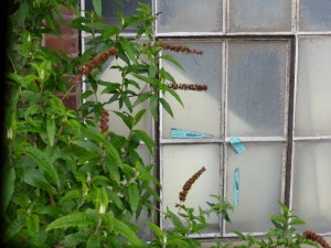 20160430-160810-Maigang-Nachbarschaft-50041   